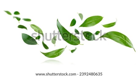 Flying green leaves isolated on white background.