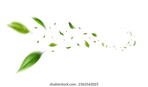 Hojas verdes volando sobre fondo blanco. Follaje fresco de primavera. Entorno y ecología