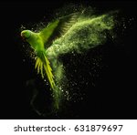 Flying green parrot Alexandrine parakeet with colored powder clouds. Isolated on black background