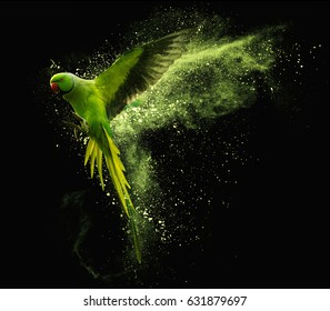 Flying green parrot Alexandrine parakeet with colored powder clouds. Isolated on black background