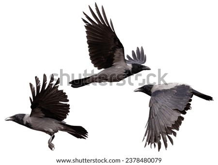 flying grey crows isolated on white background