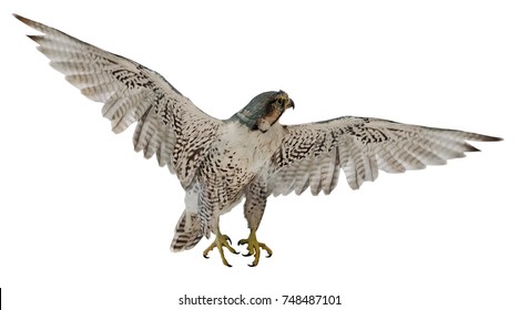 Flying Grey Falcon Isolated On White Background