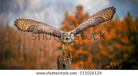 Flying Grey Horned Owl