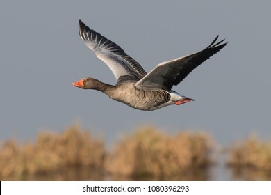 Flying Greylag Goose Anser Anser In Germany