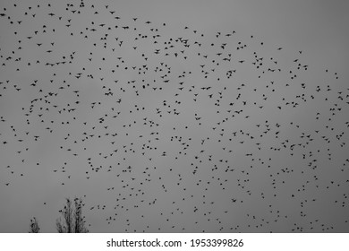 A Flying Group Of Starlings Seen From Below