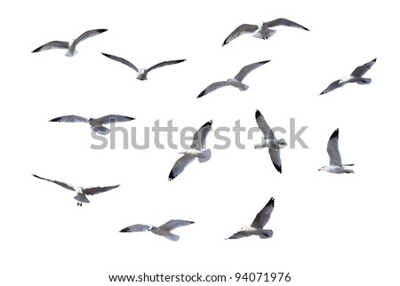 Flying Gulls isolated on white background