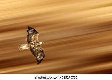 Flying Hawk. Bird of prey. Motion blur background. 