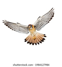 Flying hawk isolated on white background