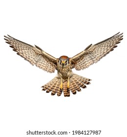 Flying hawk isolated on white background - Powered by Shutterstock