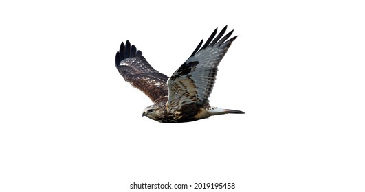 The flying hawk is isolated on a white background