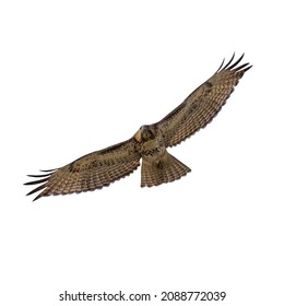 Flying hawk isolated on white background