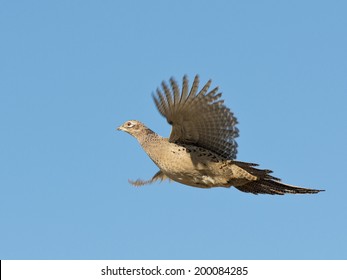 Flying Hen Pheasant