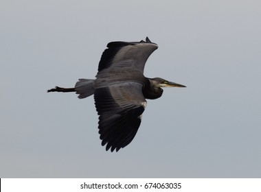 Heron Flying Images, Stock Photos & Vectors | Shutterstock