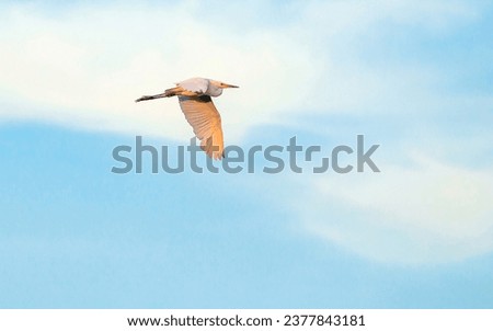 flying heron birds on blue sky in south Korea