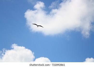 flying high 1