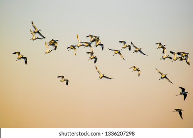 Flying High In The Colorful Sky..migratory Birds Flying In The Early Morning Sky At Thol Bid Sanctuary, Gujarat, India.