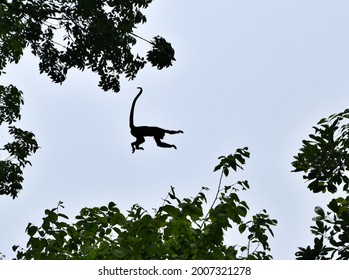 Flying Monkey Ursus On Pinterest