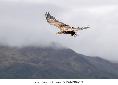 Flying high. A White tailed Eagle emerging from the clouds hunting for prey. Location Isle of Mull Scotland