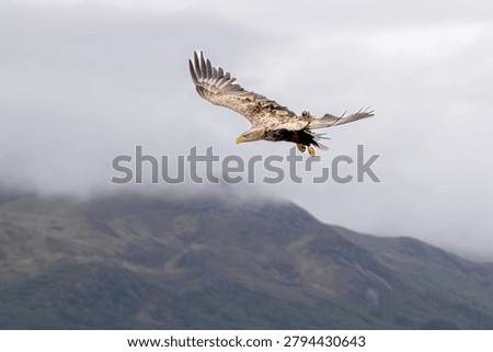 Flying high. A White tailed Eagle emerging from the clouds hunting for prey. Location Isle of Mull Scotland