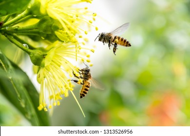 Flying honey bee collecting pollen at yellow flower.Bee flying over the yellow flower