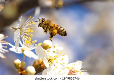 Flying honey bee collecting pollen from tree blossom. Bee in flight over spring background.