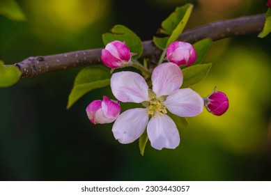 Flying honey bee collecting bee pollen nectar apple blossom. pollinates Pink white flowers buds nature Fresh green background Beautiful springtime garden Close up macro sunset copy space sunny day