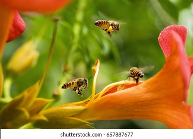 Flying Honey bee collecting pollen from orange flower with sunlight of spring season