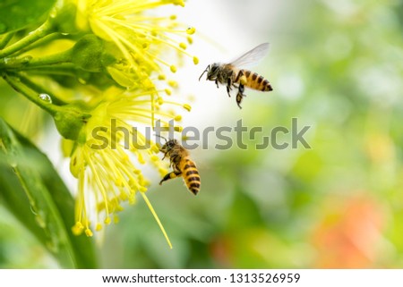 Flying honey bee collecting pollen at yellow flower.Bee flying over the yellow flower