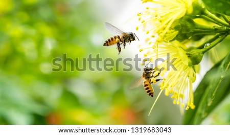 Flying honey bee collecting pollen at yellow flower. Bee flying over the yellow flower in blur background