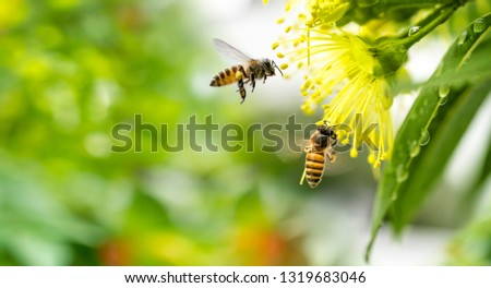Flying honey bee collecting pollen at yellow flower.Bee flying over the yellow flower in blur background