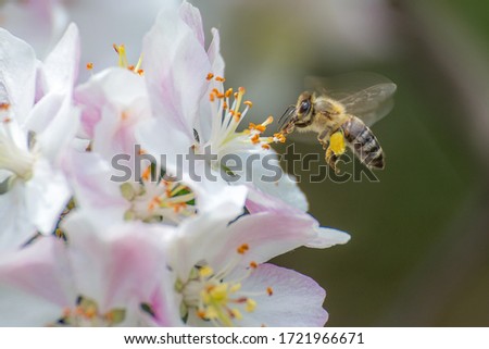 Flying honey bee collecting bee pollen from apple blossom.
