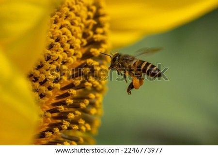 Flying honey bee collecting pollen at sun flower.Bee flying over the yellow flower in blur background.Dangerous insect and poisonous animal in the nature.Beware bee insect bites.Natural wide life.