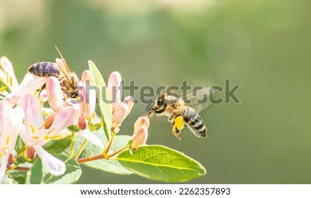 Flying honey bee collecting bee pollen from flower blossom. Bee collecting honey.