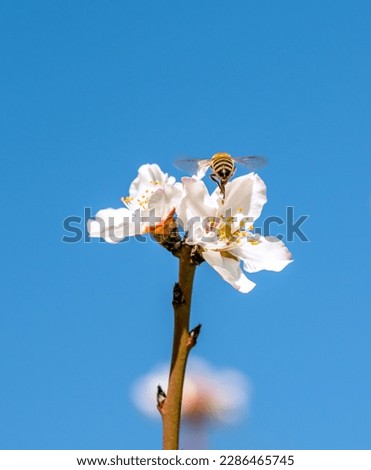 Flying honey bee collecting pollen at white flower. Bee collecting honey. Bee in flight over blue blured background.