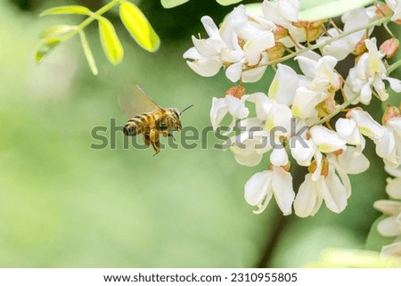 Flying honey bee collecting bee pollen from acacia blossom. Bee collecting honey.