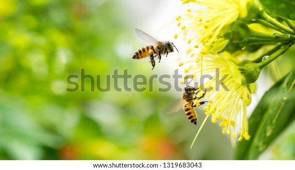Flying honey bee\
collecting pollen at yellow flower. Bee flying over the yellow\
flower in blur\
background