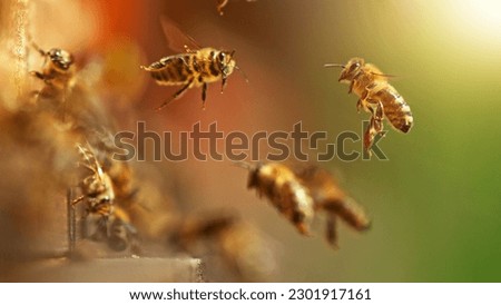 Flying honey bees into beehive. Gathering pollen on meadow. Macro shot, low depth of focus.