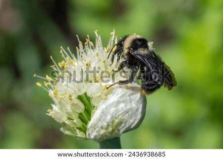 Flying honey bumblebee collecting bee pollen from onion flower. Bee collecting honey. Shaggy bumblebee sitting on a white flower macro