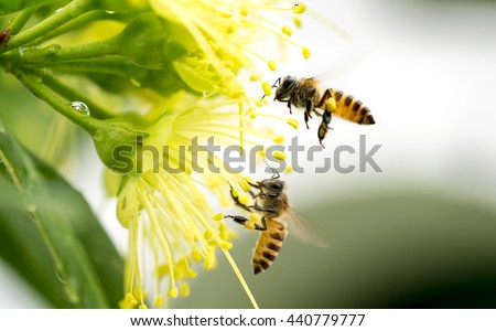 Flying honeybee collecting pollen at yellow flower.