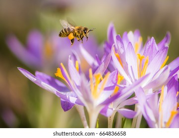 Fliegende Honigbiene, die im Frühjahr eine violette Krokusblume bestäuben