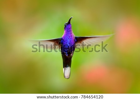 Flying hummingbird, action wildlife scene from nature. Hummingbird from Costa Rica in tropical forest. Flying big blue bird Violet Sabrewing with blurred green background.