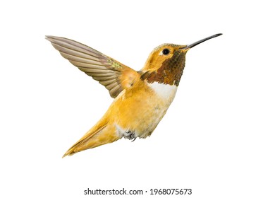 
Flying hummingbird isolated on white background