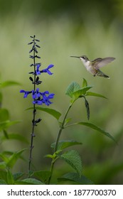 Flying Hummingbird in natural setting with soft background