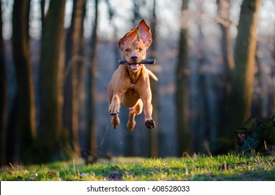 Flying Hungarian Pointer Hound Dog