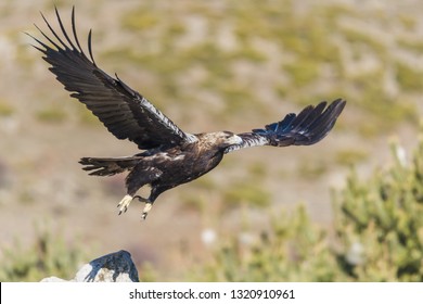 Flying Imperial Eagle