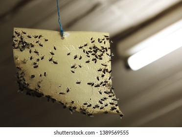 Flying Insect Catcher Sticky Fly Trap