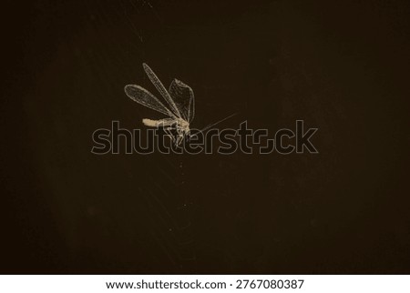 A flying insect caught in a spiderweb