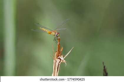   flying insect clinging to a branch with its six long hairy legs, yellow, pink, blue and black, four transparent wings, lerida, spain, europe      