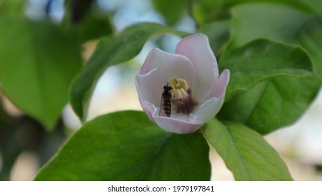 
A Flying Insect Drinks Nectar From A Delicate Beautiful Quince Flower In The Garden.