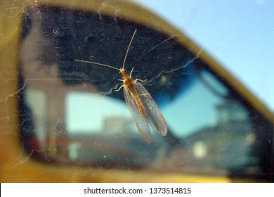 Flying Insect Garden Pest Thrip On Dusty Car Window Glass Close Up Macro